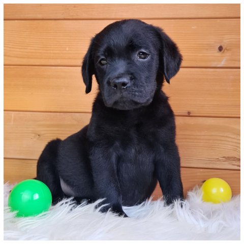 Cuccioli Labrador Disponibili