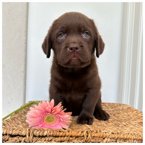 Dea  cucciolo labrador chocolate