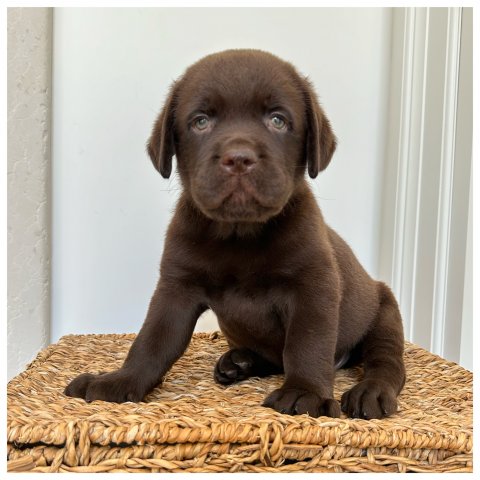 Dama  cucciolo labrador chocolate