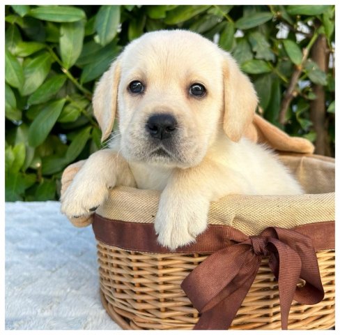 Patra  cucciolo labrador miele