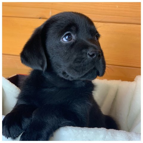 Nathan  cucciolo labrador Nero