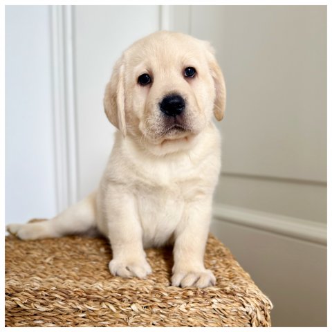 Anisette  cucciolo labrador miele